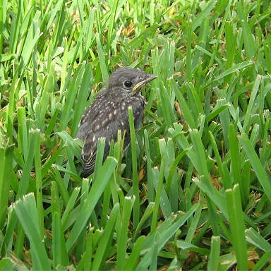 Found in our yard today.