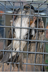 Taken 6-14-09 in a temporary racoon trap/holding cage