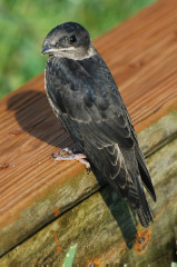 Taken 6-19-09 am in my backyard -Clermont, FL