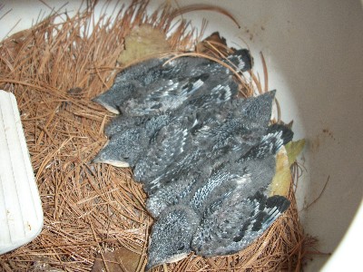 about 14 days old
