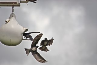 I can't have enough pictures of them....so fun to watch them.....:)))
