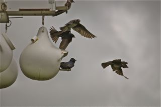 Purple Martins In Action....Love it.