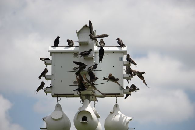Pics of Purple Martins...
