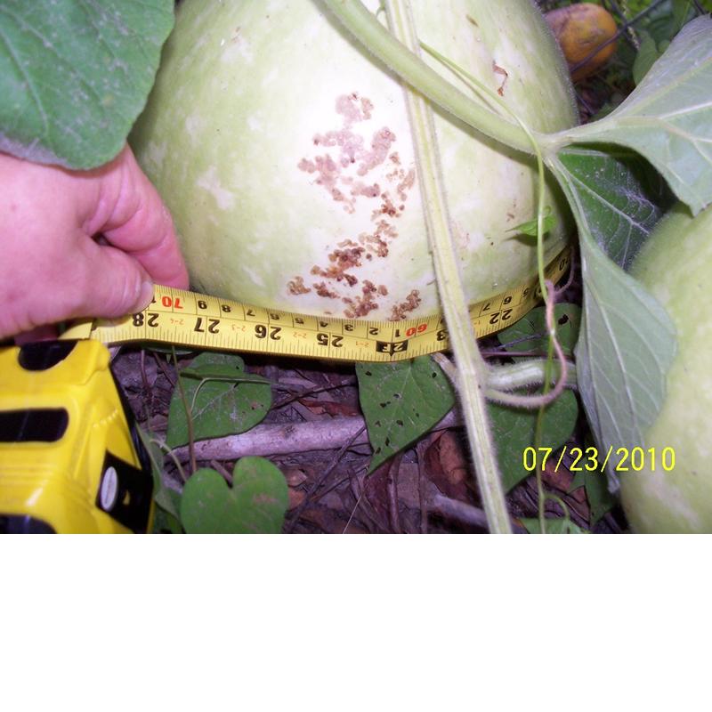 gourd 2.jpg