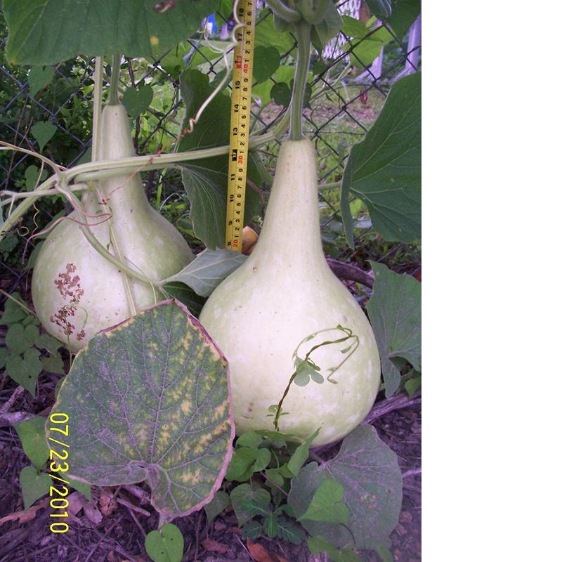 gourd 1.jpg