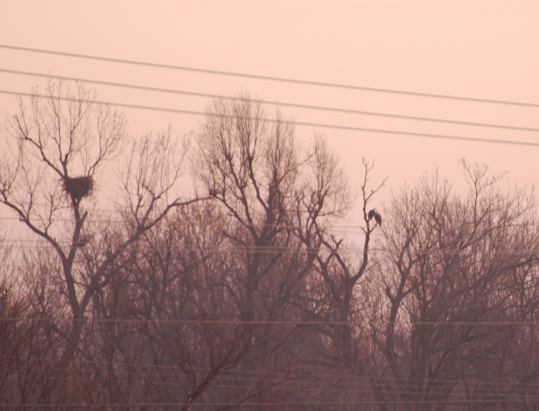 Ever see Eagles snuggle? Cold day just before ice &amp; snow.