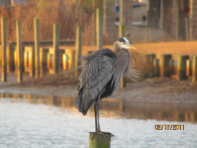 Gteat Blue Heron showing off