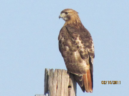 Red tailed hawk, picture taken at 150-160 feet