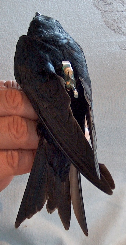 Close-up of a geolocator on an adult male Purple Martin