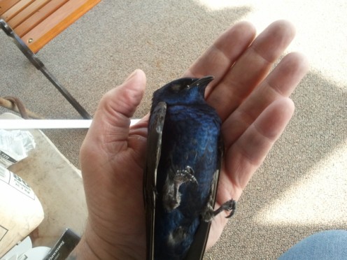 Starling Injures my ASY male