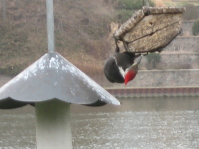 I took picture
<br />My place
<br />4/7/11