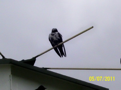 100_2724-50.jpg
