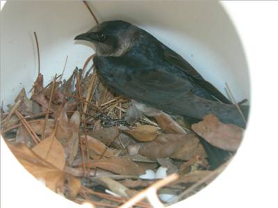 Protective Purple Martin Mother2.jpg