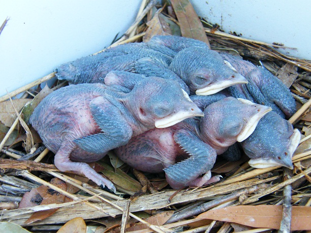 Newer babies in the Quad Pod, photo by me.