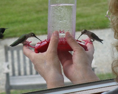 Hand-feeding by holding a regular feeder
