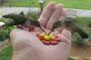 Hand-feeding in palm
