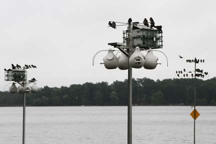 About half of my colony on Barton Lake in Vicksburg.