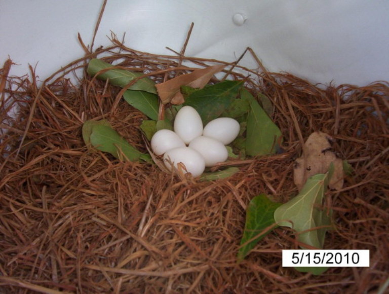 1st martin eggs.JPG