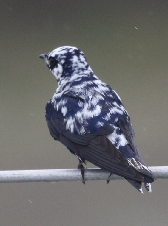 Leucistic fellow?