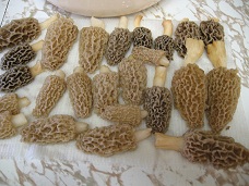 morels 2 reduced.jpg