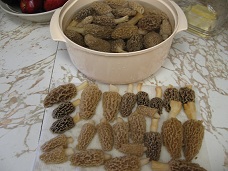 morels 1 reduced.jpg